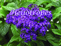 Heliotropes